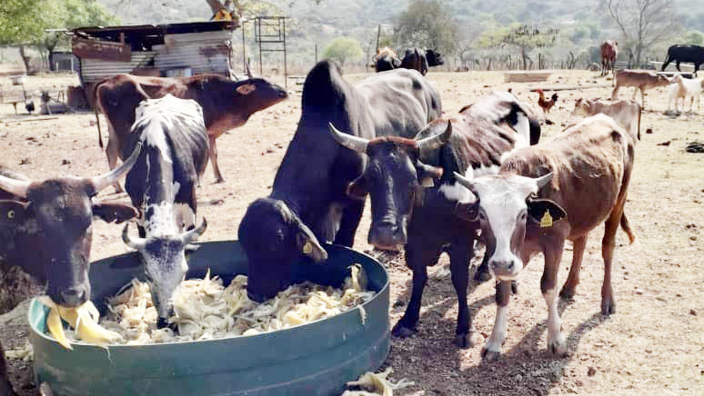 When temperatures drop, feed dries up